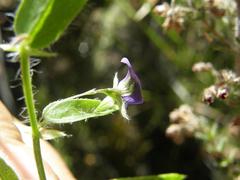 Psoralea asarina