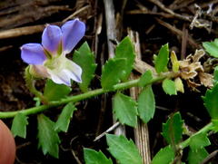 Lobelia thermalis