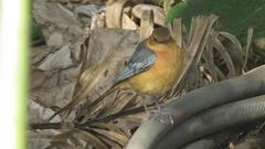 Cossypha natalensis natalensis