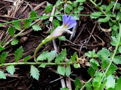 Lobelia thermalis