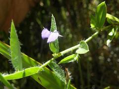 Psoralea asarina