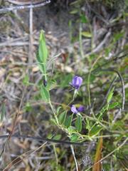 Psoralea asarina