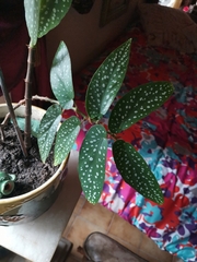 Begonia × albopicta