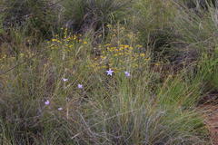 Wahlenbergia rivularis