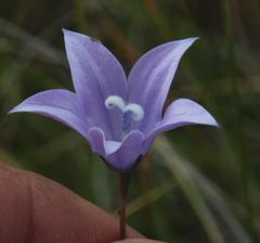 Wahlenbergia rivularis