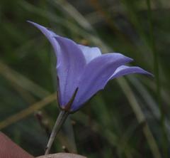 Wahlenbergia rivularis