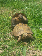 Testudo graeca