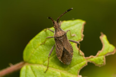 Coriomeris denticulatus