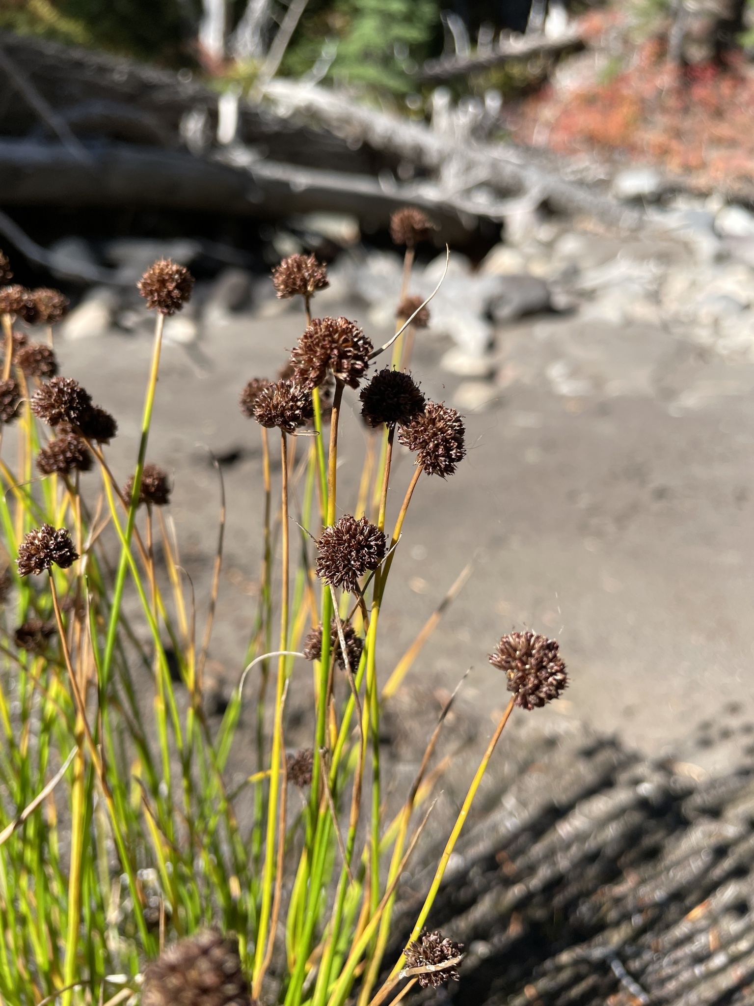 Juncus mertensianus