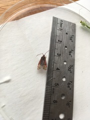 Pantilius tunicatus