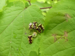 Elasmostethus atricornis