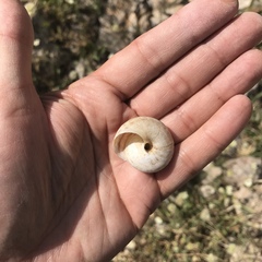 Levantina spiriplana