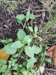 Stellaria media