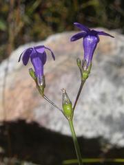 Siphocodon spartioides