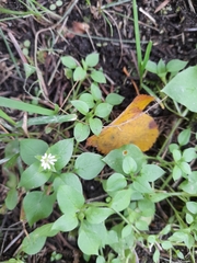 Stellaria media