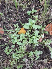 Stellaria media