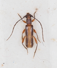 Ossibia fuscata
