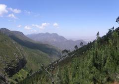 Siphocodon spartioides