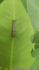 Euploea core