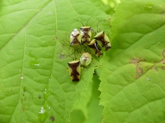 Elasmostethus atricornis