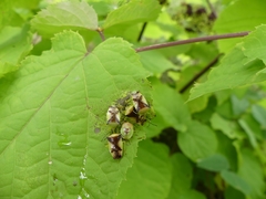 Elasmostethus atricornis