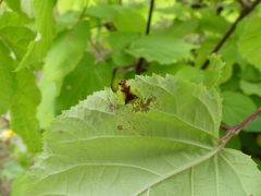 Elasmostethus atricornis