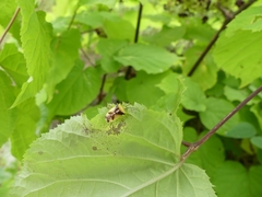 Elasmostethus atricornis