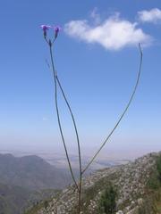 Siphocodon spartioides