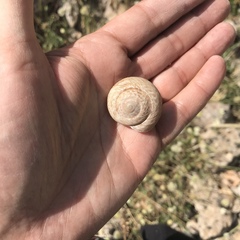 Levantina spiriplana