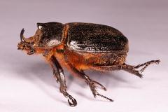 Cyphonistes vallatus