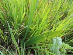 Sparaxis grandiflora