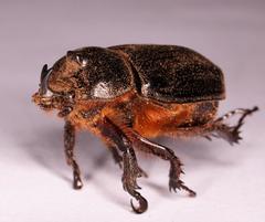 Cyphonistes vallatus