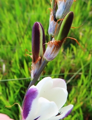 Sparaxis grandiflora