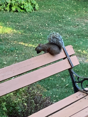 Sciurus carolinensis
