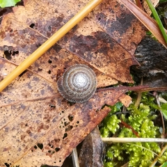 Helicodonta obvoluta