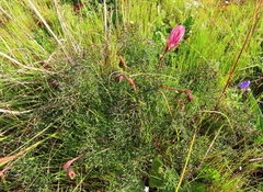 Monsonia speciosa