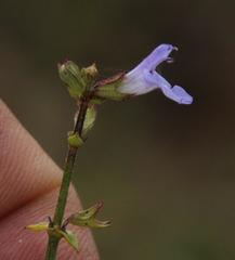 Salvia stenophylla