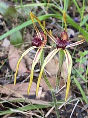 Caladenia arrecta