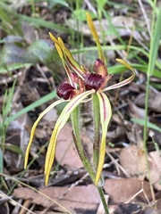 Caladenia arrecta
