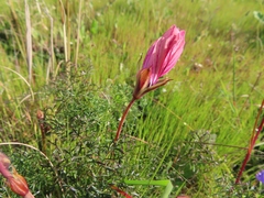Monsonia speciosa