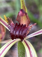 Caladenia arrecta