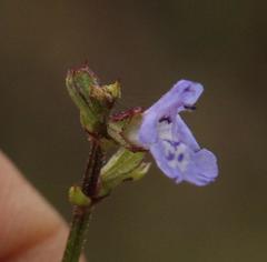 Salvia stenophylla