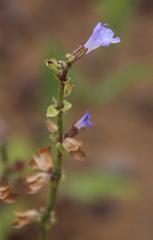 Salvia stenophylla