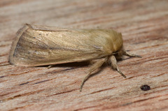 Sesamia nonagrioides