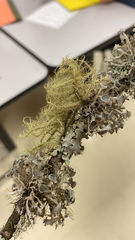 Heterodermia echinata