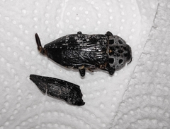 Capnodis cariosa
