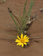 Gazania linearis linearis