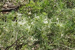 Clematis leptophylla