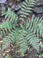Dryopteris × boottii