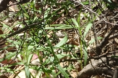 Clematis leptophylla